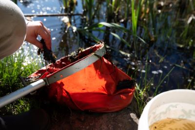 En person håller i en orange håv fylld med vattenväxter och bottenslam vid kanten av en damm. En vit plastburk med vatten står bredvid. I bakgrunden syns vass och speglingar i vattnet. Det är soligt och grönt runt dammen.